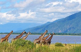 Tanzanie, safari sur les rives de la rivière Grumeti